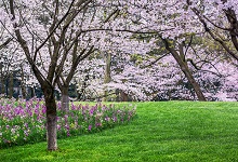 告知阳泉市春季赏花去哪里 推荐阳泉市春季赏花景点