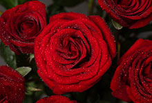 玫瑰花怎么养护 玫瑰花的养护方法