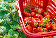 草莓是什么季节的水果 草莓哪个季节的水果