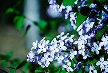 丁香花是什么颜色的 丁香花有几种颜色