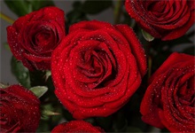 19朵玫瑰花的花语是什么 19朵玫瑰花花语