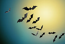 蝙蝠飞到家里是什么预兆