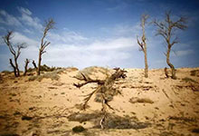土地沙漠化的危害有哪些 土地沙漠化的危害及原因