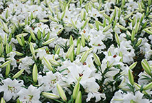 百合花代表什么意思