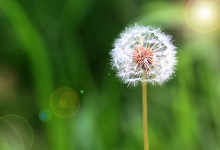 蒲公英的花语 蒲公英的花语有哪些