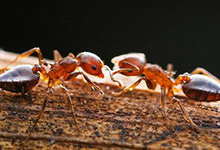 蚂蚁的生活习性 蚂蚁的生活习性是什么