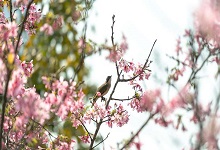 枫树上的喜鹊表达了我对喜鹊的什么之情 枫树上的喜鹊主要内容