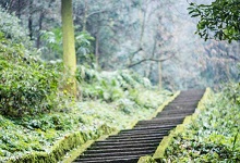 山重水复疑无路柳暗花明又一村赏析 山重水复疑无路柳暗花明又一村赏析句子