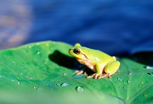 两只青蛙的故事告诉我们什么道理