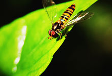 食蚜蝇对人有什么危害 食蚜蝇咬人有毒吗