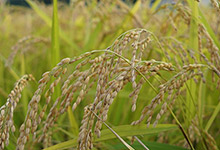 水稻栽培的第一部书是什么书
