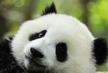大熊猫的习性 大熊猫的生活习性