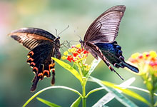 蝴蝶的外形 蝴蝶样子和特点是什么