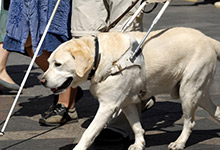 导盲犬是什么狗 导盲犬是什么品种的狗