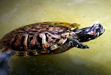 巴西龟寿命