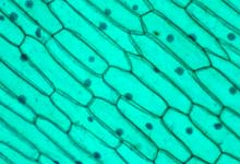 植物细胞的基本结构包括哪些 植物细胞的基本结构是什么