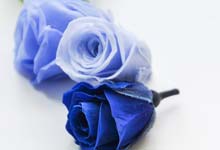 蓝玫瑰代表什么意思 蓝玫瑰代表的意思