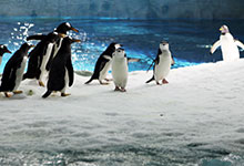 企鹅生活在南极还是北极 企鹅生活在南极还是生活在北极