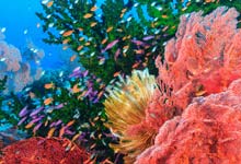 珊瑚是不是生物 珊瑚是生物吗