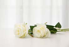 白玫瑰代表什么 白玫瑰代表什么意思