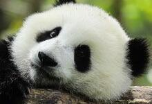 大熊猫生活在什么地方 大熊猫的生活习性