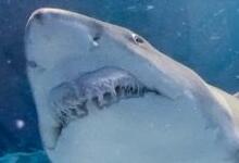 鲨鱼用什么呼吸 鲸鱼用什么呼吸