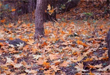 以紅葉著名的香山位于哪座城市