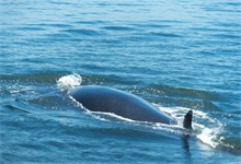 最大鲸鱼有多长有多重有多大 最大鲸鱼有多大