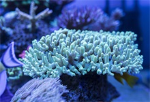 珊瑚是生物吗 珊瑚是生物吗为什么