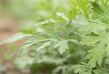 奇妙的植物有哪些 奇妙的植物有哪些特點