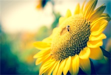 向日葵会一直跟着太阳的方向转来转去吗 向日葵总是向着太阳转吗