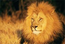狮群的狩猎主要是由雄狮来完成的吗 狮群的狩猎由谁完成