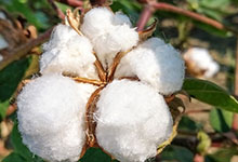 羽绒棉是什么棉 羽绒棉属于什么棉