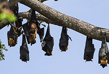 蝙蝠吃什么食物为生 蝙蝠吃什么食物