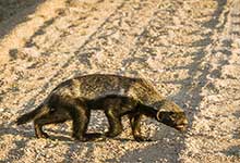 蜜獾的天敌是什么动物 蜜獾的天敌是什么