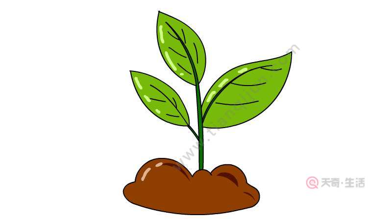 植物生长过程植物生长过程简笔画