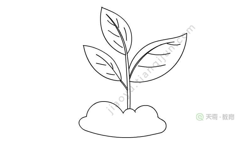 植物生长过程简笔画画法