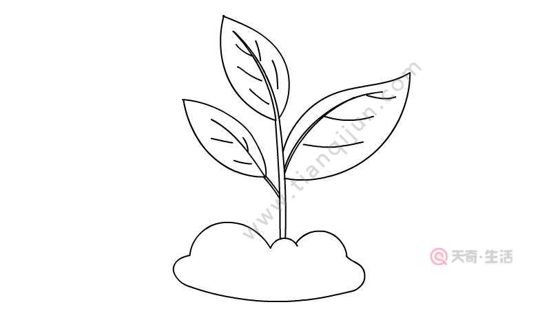 植物生长过程 植物生长过程简笔画