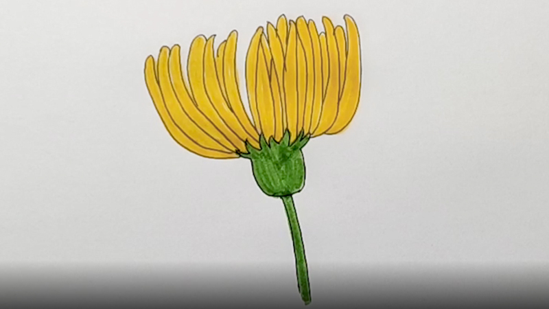 菊花简笔画