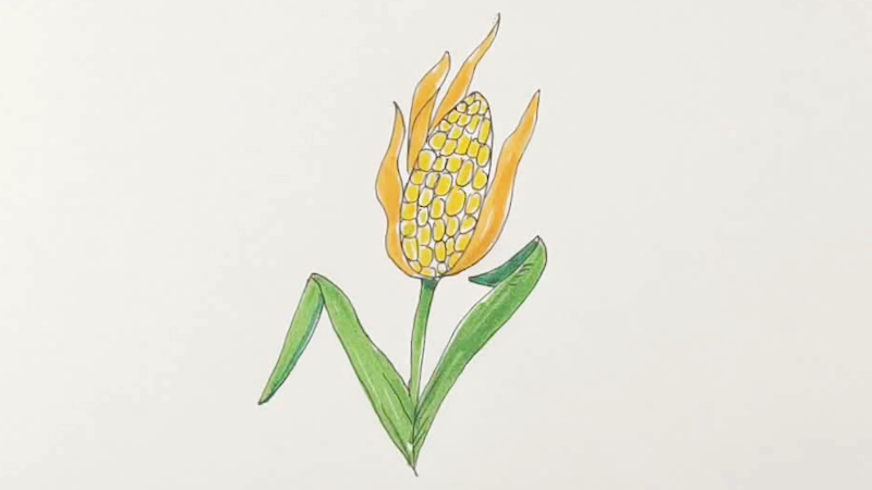 玉米简笔画