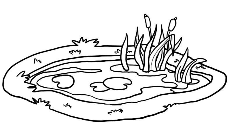 小池塘和水草简笔画