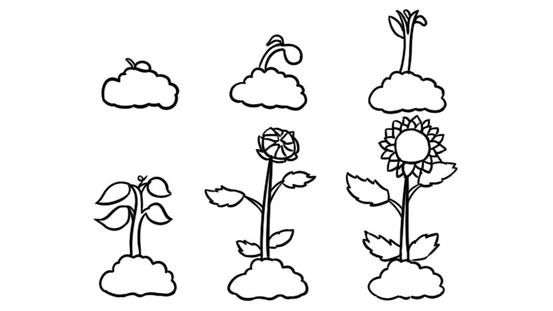 植物生长过程6张简笔画