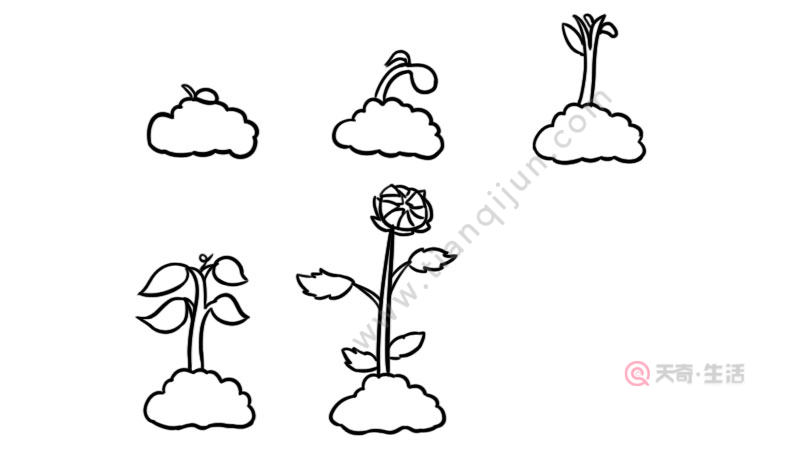 植物生长过程6张简笔画