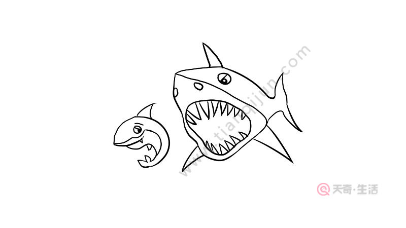 鲨鱼吃大白鲨简笔画怎么画 怎么画鲨鱼吃大白鲨简笔画
