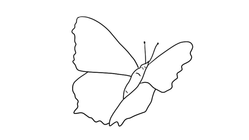 蝴蝶简笔画的步骤