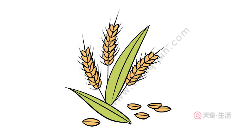 1,首先画麦子的叶子线条
