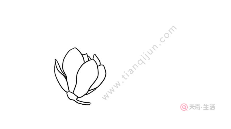 玉兰花简笔画大全 玉兰花简笔画大全画法