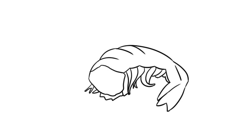 小虾的简笔画
