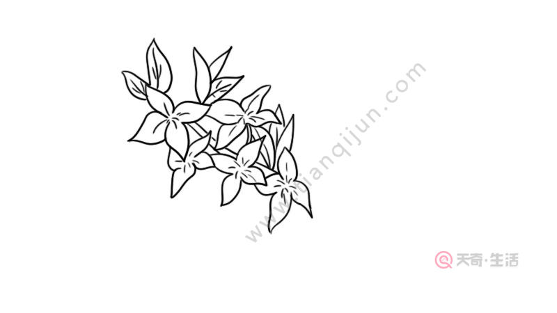 迎春画花简笔画画法 迎春画花简笔画步骤