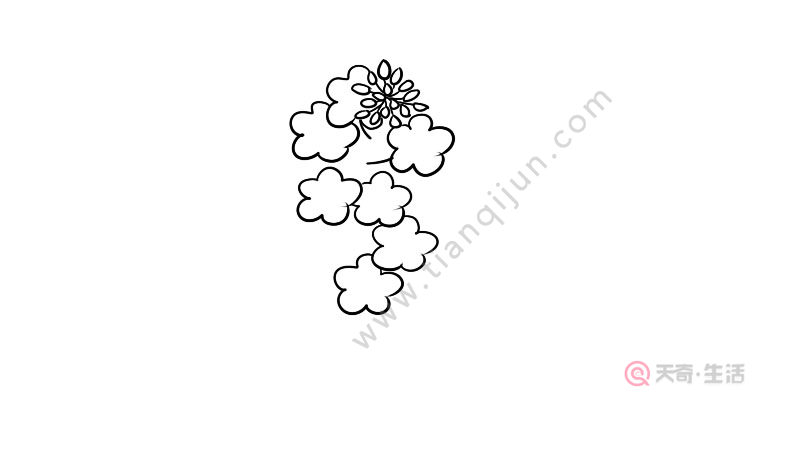菜花简笔画怎么画 菜花简笔画教程